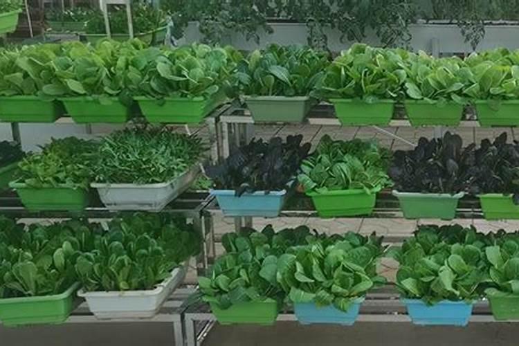 阳台上的绿洲：掌握叶类蔬菜种植的关键技巧