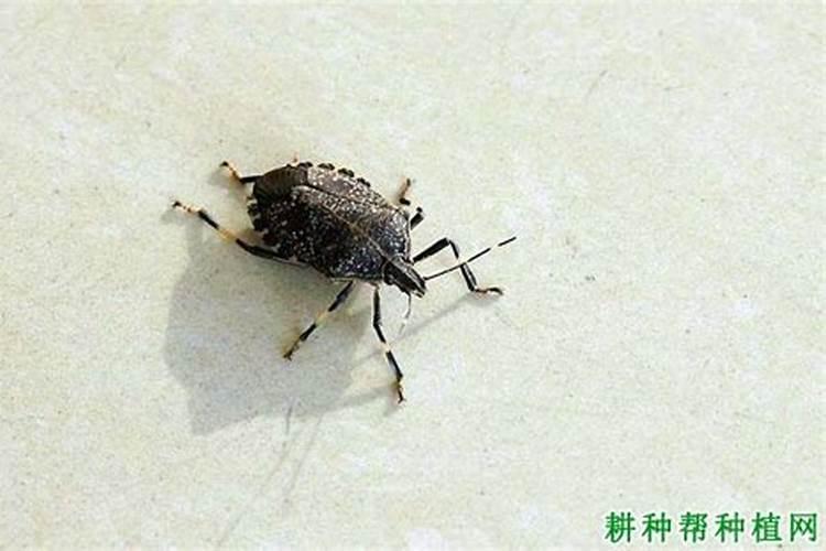守护果园的卫士：有效防治梨树花壮异蝽的策略