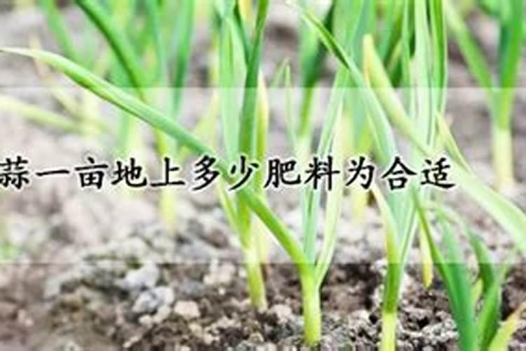 大蒜一亩要多少磷肥合适种植？