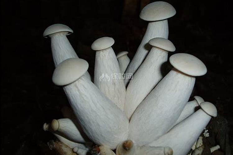 快速收益：30天凤尾菇栽培秘籍