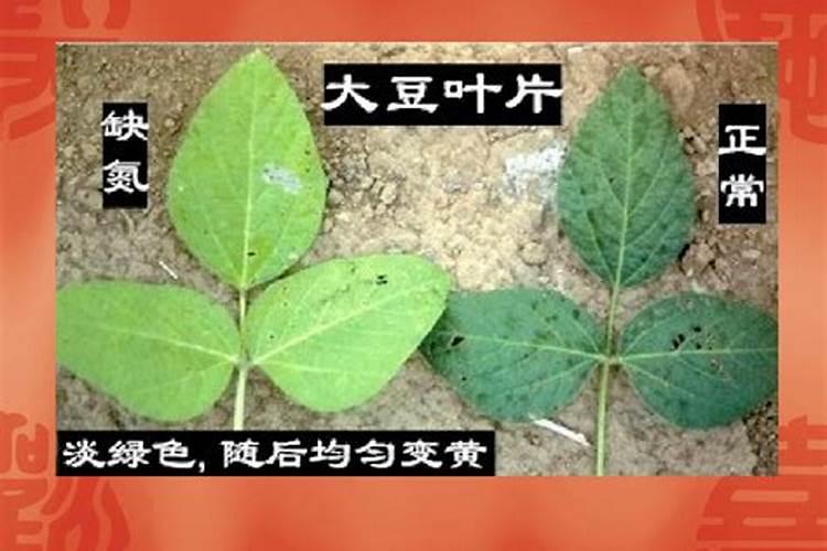 花生缺氮和缺铁时分别有什么症状？