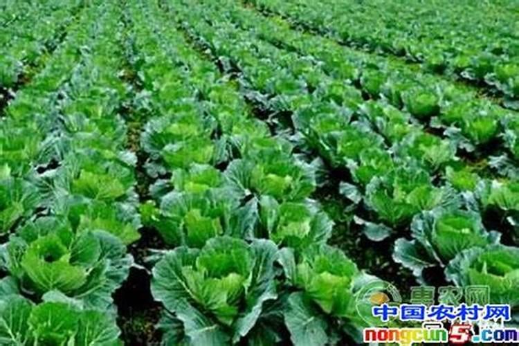 大白菜的水肥管理秘诀：确保健康生长的关键步骤