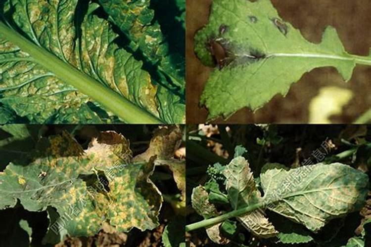 战胜油菜黑斑病：策略与实践