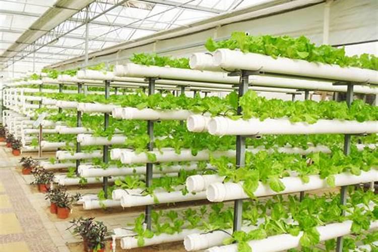 农业知识：水培蔬菜栽培技术