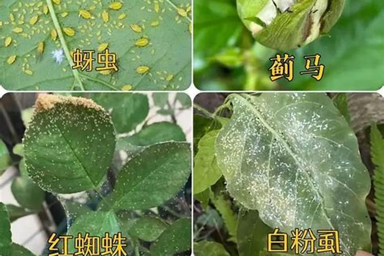 海棠花病虫害防治：守护美丽，从施药开始