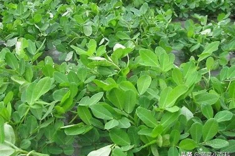 无公害花生种的六大处理要点