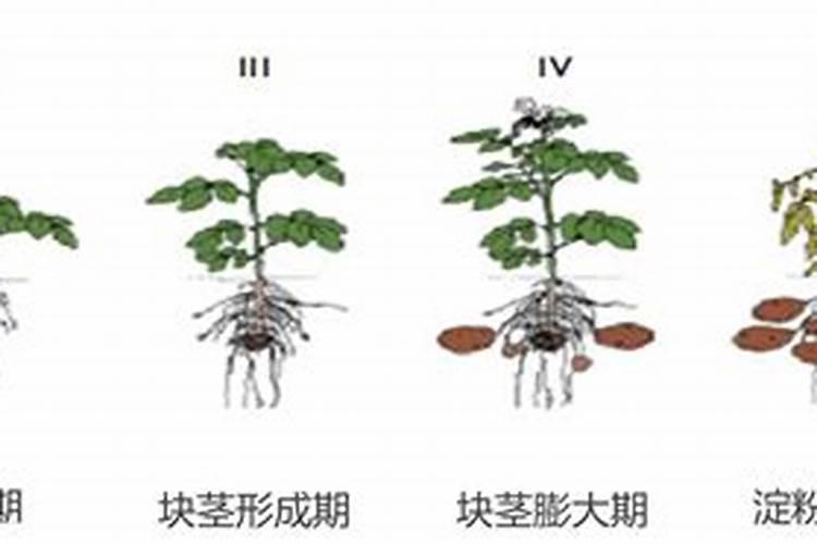 揭秘红薯的营养需求与施肥策略