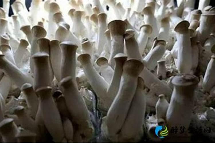 杏鲍菇发生病虫害怎么选对农药来防治？