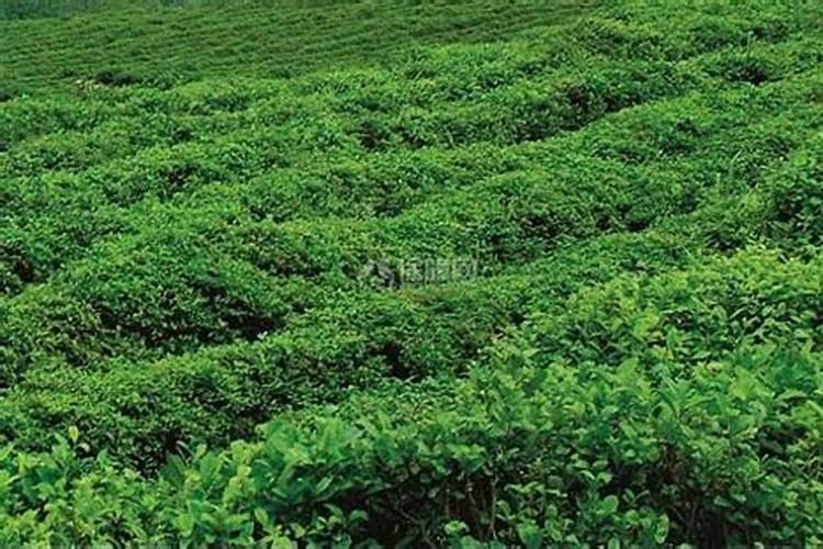 春季茶园管理抓六招促春茶增效