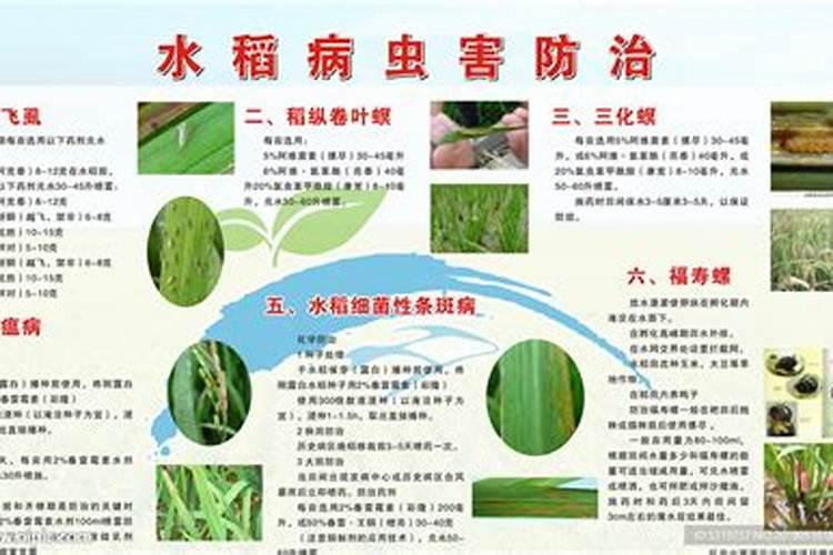 守护稻田的绿色长城：水稻主要病虫害及药剂防治策略