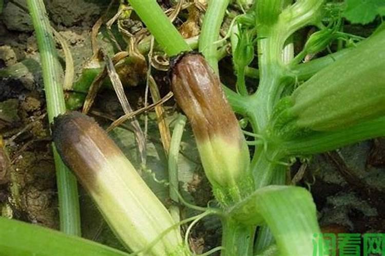 怎么样防治西葫芦菌核病？