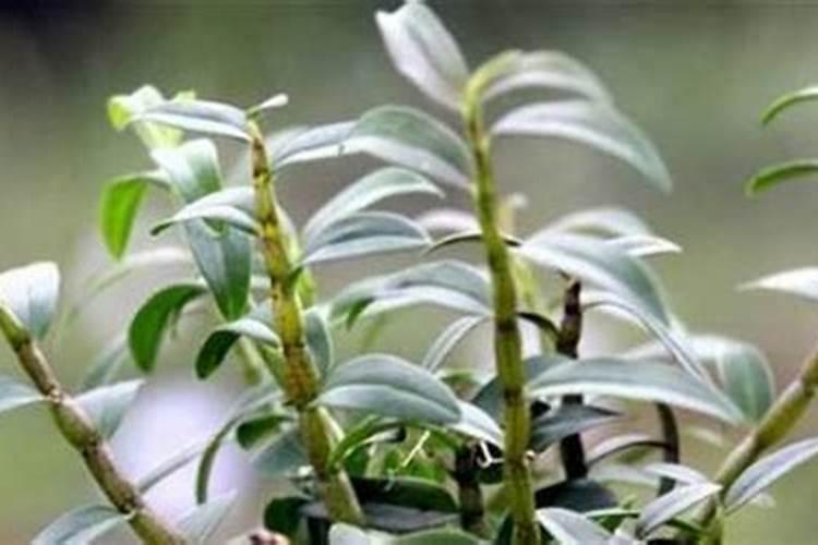 石斛种植施肥秘籍：迈向健康生长的关键步骤