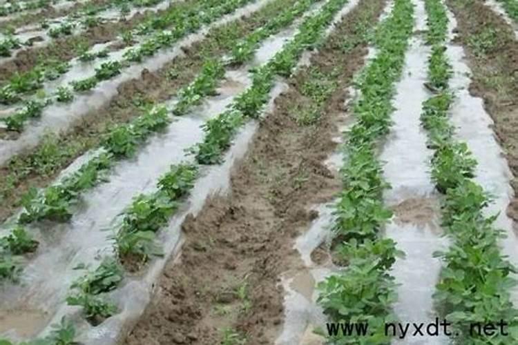 春日绿意：莴笋浅沟直播覆膜技术的高效栽培秘诀
