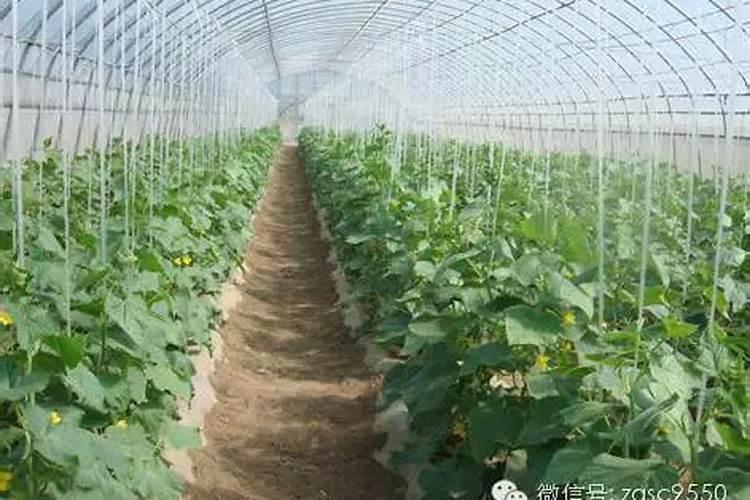 黄瓜促生‘回头瓜’的增产新技术
