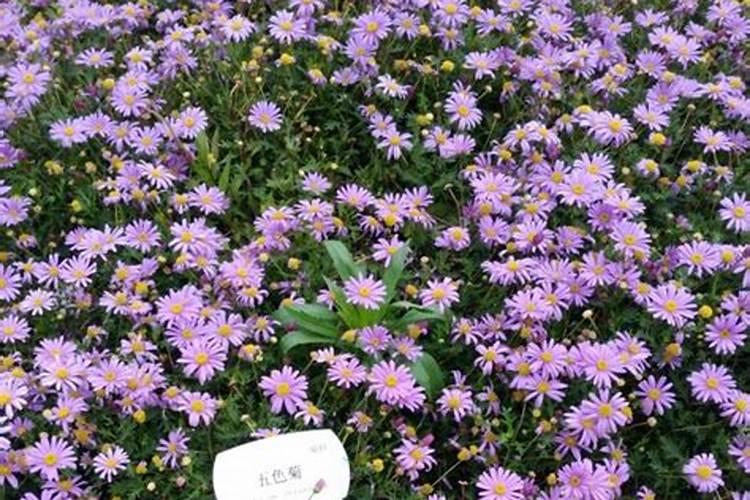 绽放五彩斑斓——五色菊的种植全攻略