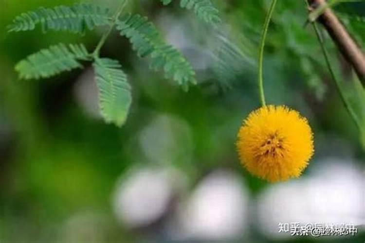 家里为什么不能种合欢树，原因是什么？