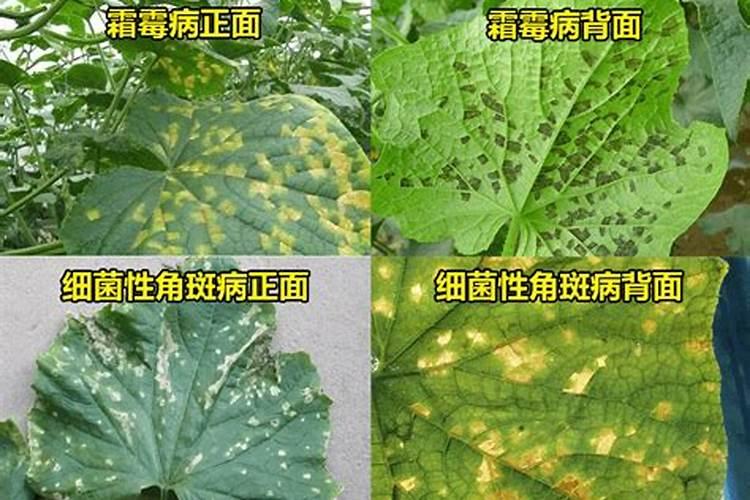 黄瓜霜霉病和细菌性角斑病的区别？
