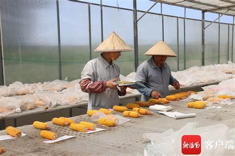 紧凑型优良玉米杂交种栽培技术