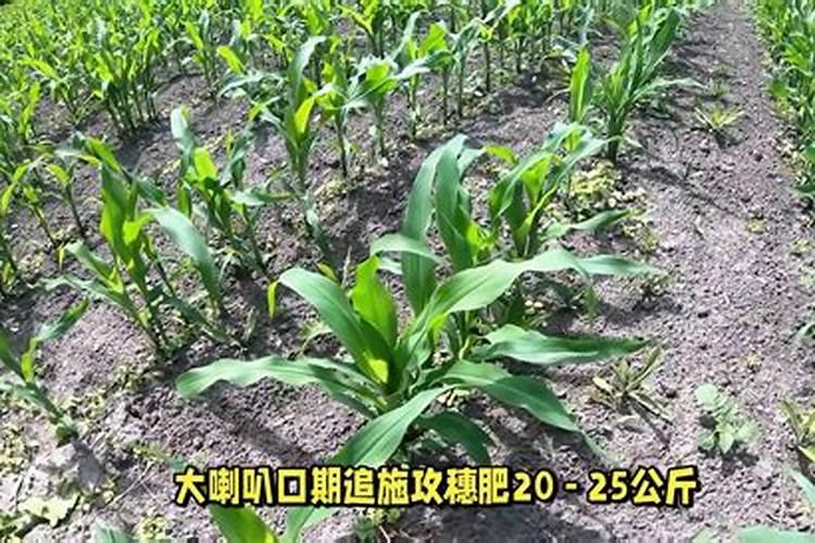 芝麻缺苗、断垄的补救措施：确保丰收的关键步骤