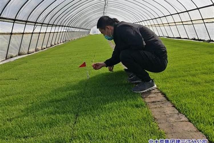 守护绿色希望：切实加强早稻秧苗立枯病的防治策略