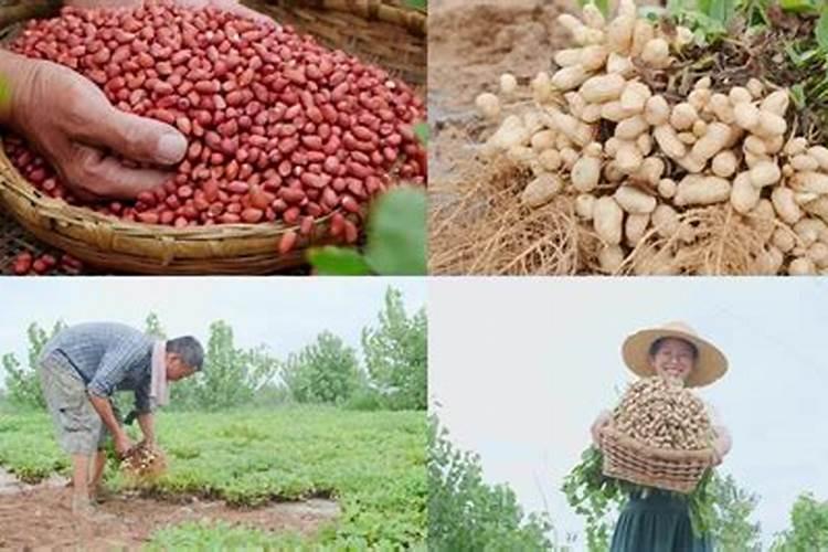 春花生的播种技术：掌握关键步骤，迎接丰收季