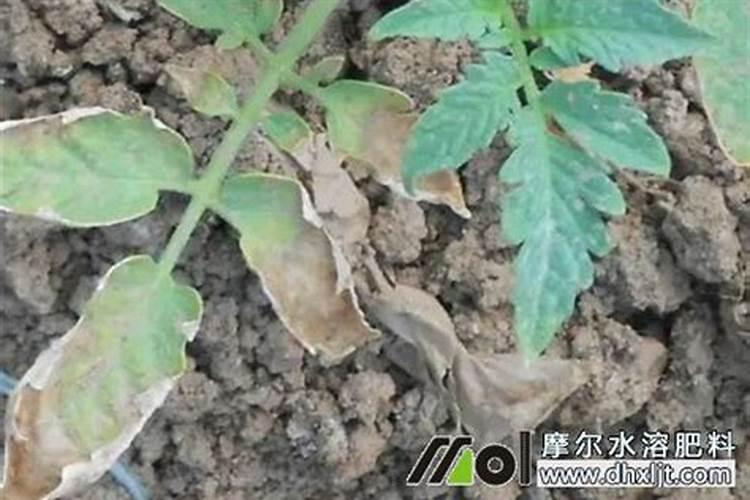 番茄肥害和防治方法？