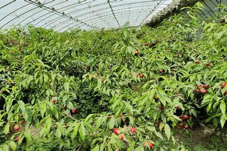 大棚油桃管理技术