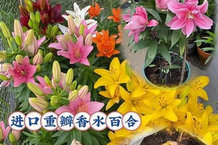 揭秘百合种球的网购与种植全攻略