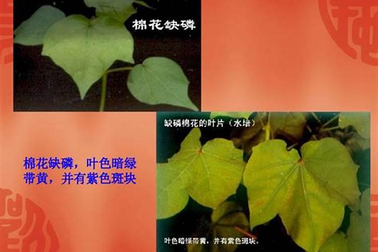 牡丹缺磷症的克星：对症下药，恢复繁花似锦