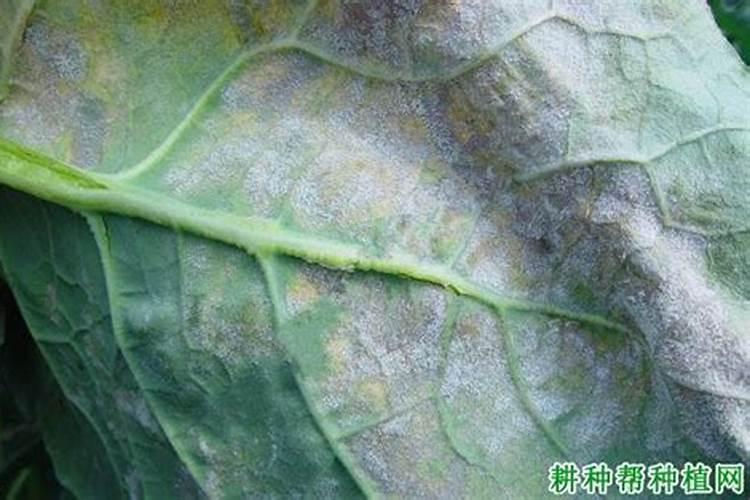 西兰花霜霉病的危害症状、发病原因及预防措施