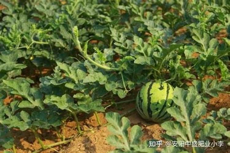 西瓜成熟期死秧是什么原因？