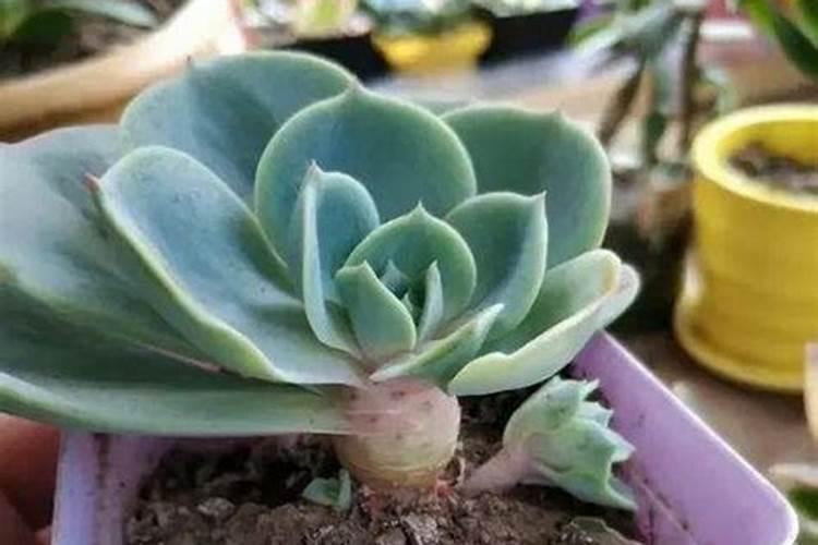 萱草栽培秘籍：从新手到专家的种植指南