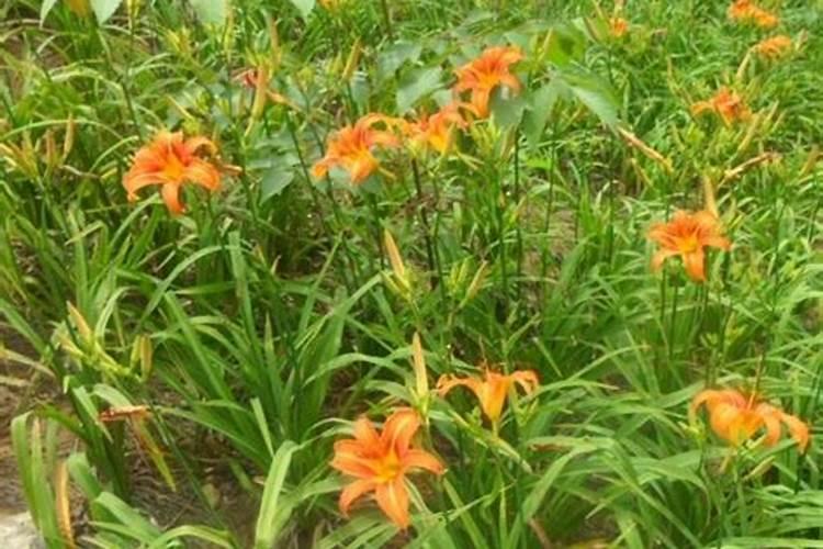 萱草栽培秘籍：从新手到专家的种植指南