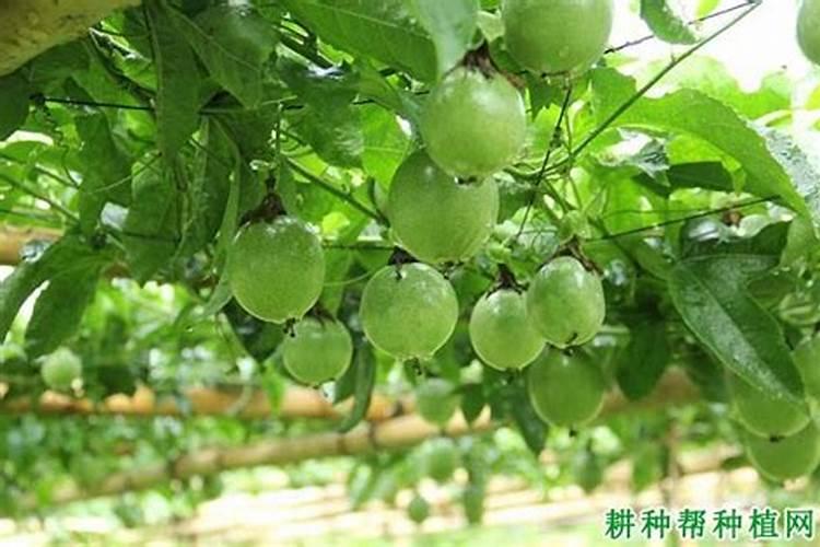 百香果如何喷施磷酸二氢钾，磷酸二氢钾不能和什么一起喷？