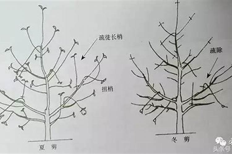 冬季花木修剪的艺术：掌握要点，迎接春季的绽放