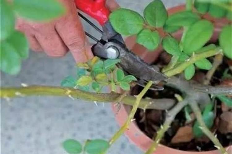 冬季花木修剪的艺术：掌握要点，迎接春季的绽放