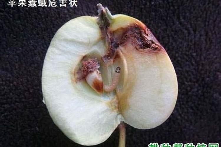 种植苹果时如何防治苹果穿甲蛾？