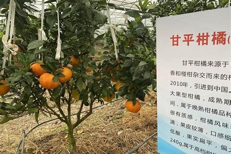 广西柑橘栽培管理技术是什么？