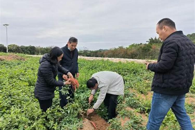 寒冬绽放的绿意：掌握冬种梅菜高产栽培技术