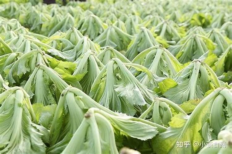 寒冬绽放的绿意：掌握冬种梅菜高产栽培技术