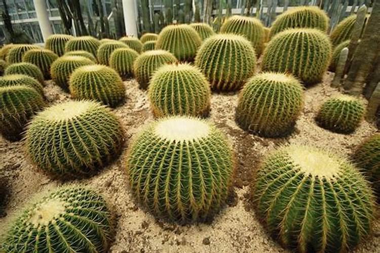仙人球的滋养秘诀：掌握正确的施肥法则
