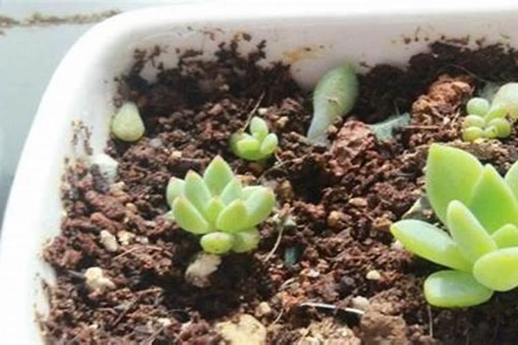 多肉植物的正确种植步骤是怎样的？