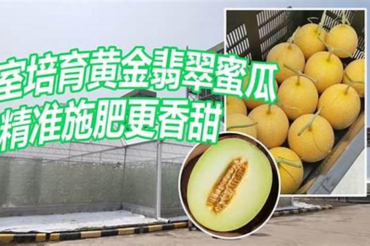 甘甜蜜瓜的秘诀：科学施肥指南