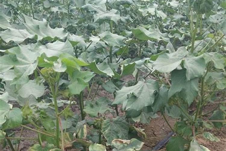 战胜棉花的隐形杀手：全面解析棉花枯黄萎病防治策略