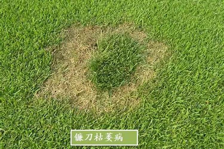 草坪黄化的原因分析及对策