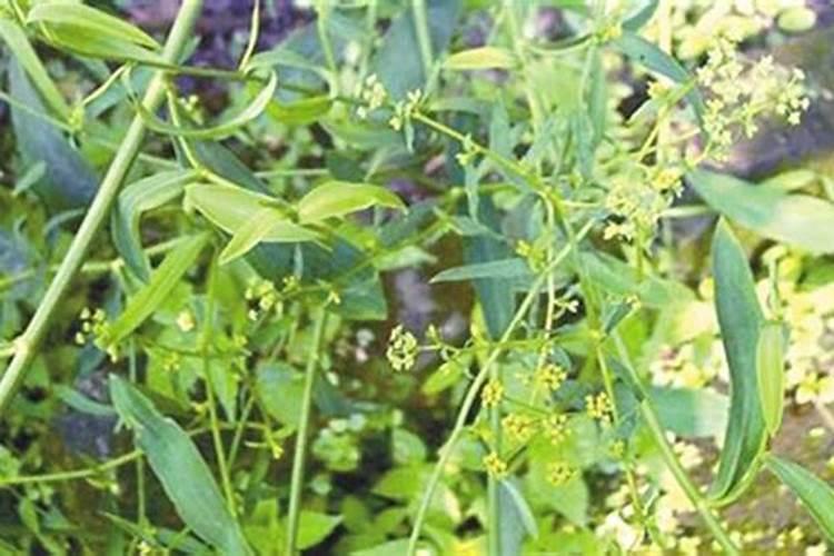 绿色守护：药用植物常见虫害防治的智慧之道