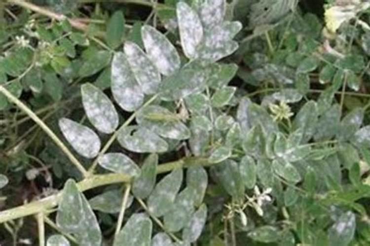 绿色守护：药用植物常见虫害防治的智慧之道