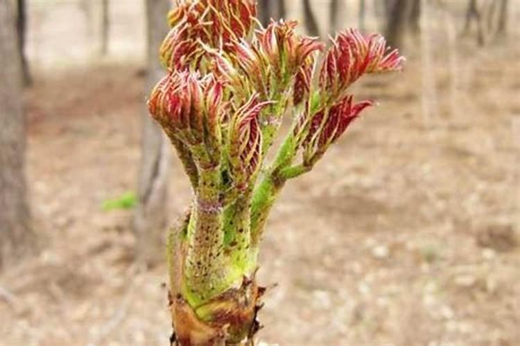 刺嫩芽剪枝管理，如何正确护理植物？