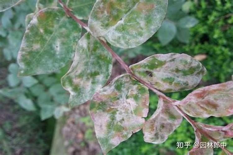 金银花白粉病的危害及防治措施