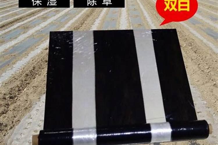 黑白地膜的区别及其优缺点？
